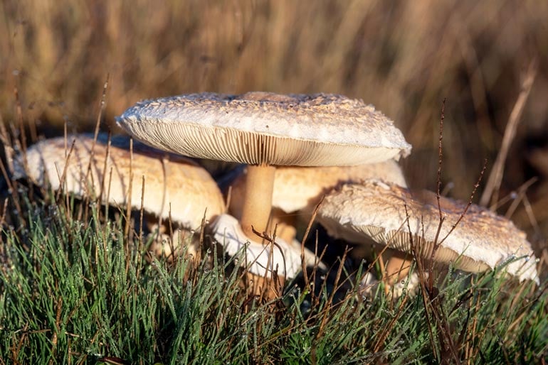 Why Should You Join a Buyer's Club for Buying Organic Mushrooms?