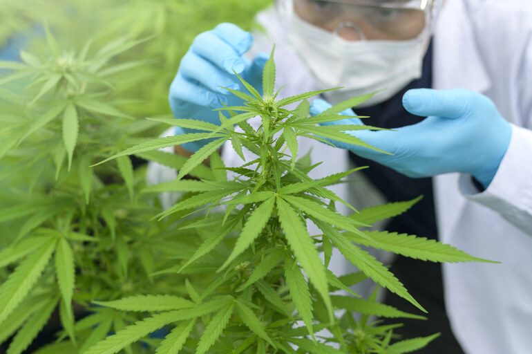 A researcher is analysing THC-P-rich cannabis plants