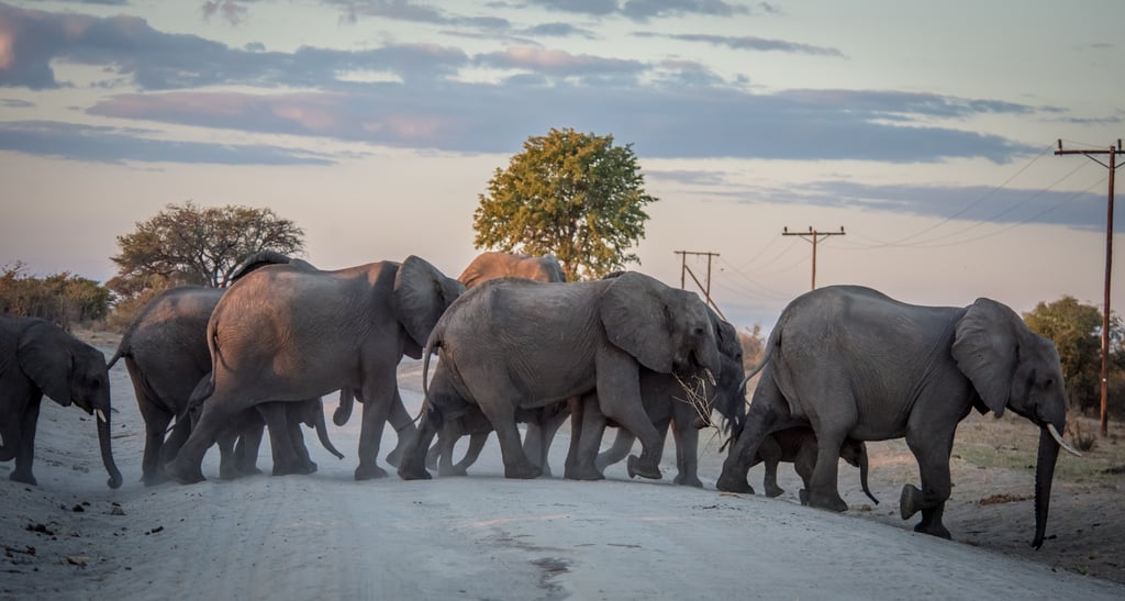 Elephants saunter across the street in Botswana