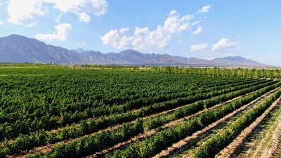 Xinhua Silk Road: Yinchuan Supports China’s Wine Industry in Going Global