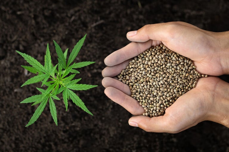 Exploring The Top Characteristics Of Premium Cannabis Seeds