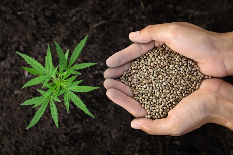 Hands holding premium cannabis seeds beside a young cannabis plant growing in soil, quality genetics, and cultivation potential.