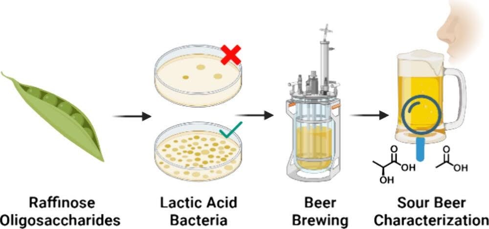 Sour Beer Life Cycle