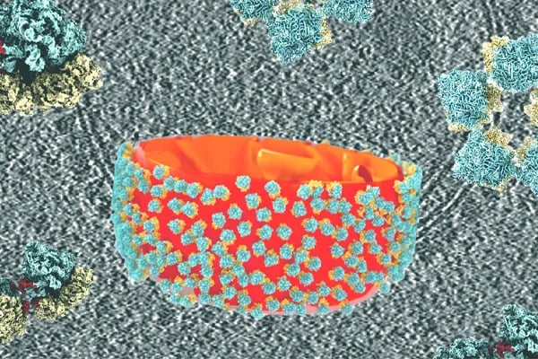 Cellular Illustration of Ribosome Attachment to Mitochondria During Cell Starvation
