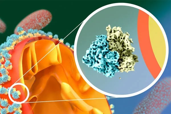 Ribosomes Positioning Illustration