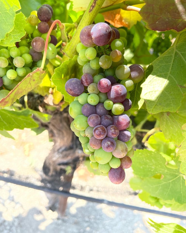 Sinor-LaVallee Estate Wines pinot noir grapes