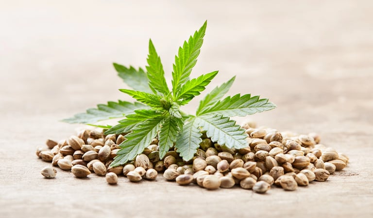 What Are Feminized Seeds? – A Guide for Beer Connoisseurs