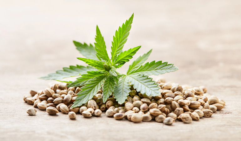 Feminized seeds and a cannabis leaf