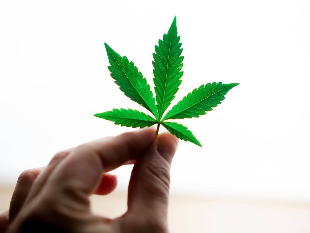 A hand holding a marijuana leaf