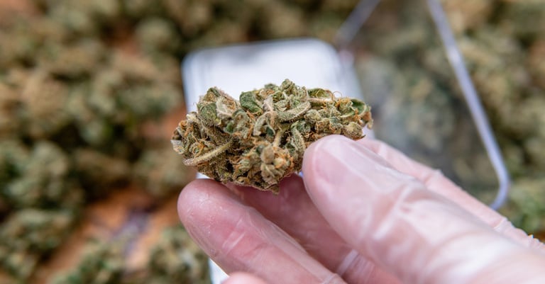 What Are the Benefits of Storing THCA Flower? Insights for Beer Lovers Who Appreciate Freshness