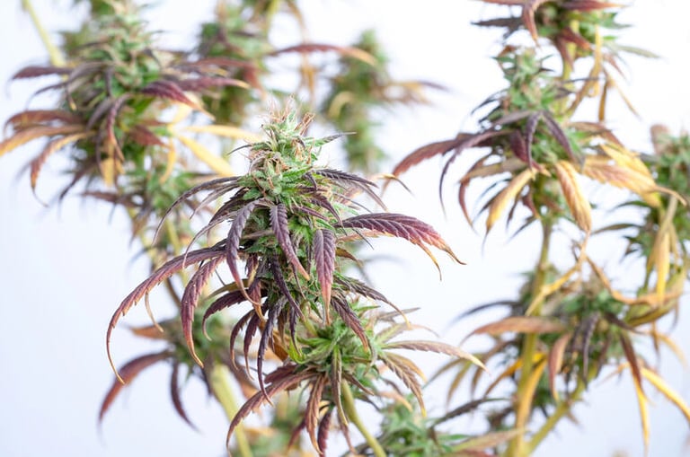 10 Best Autoflower Seeds for Indoor Growing in 2026 (A Craft Grower’s Guide)