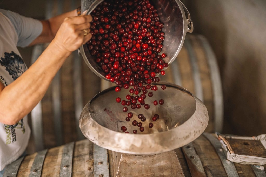 Hanssens Oude Kriek being made with fresh cherries.