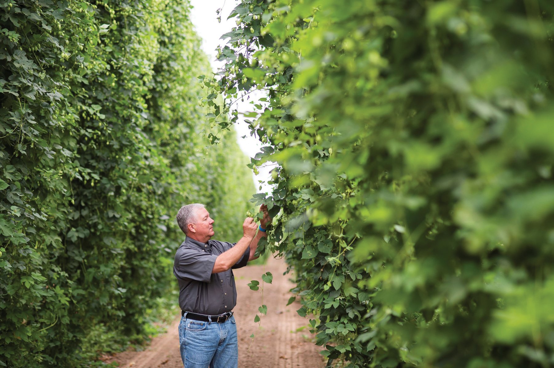 trending-hops-for-2022-the-beer-connoisseur