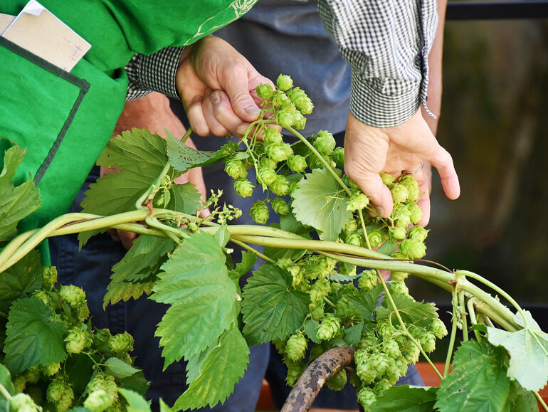 Hop Vines Being Inspected To Harvest