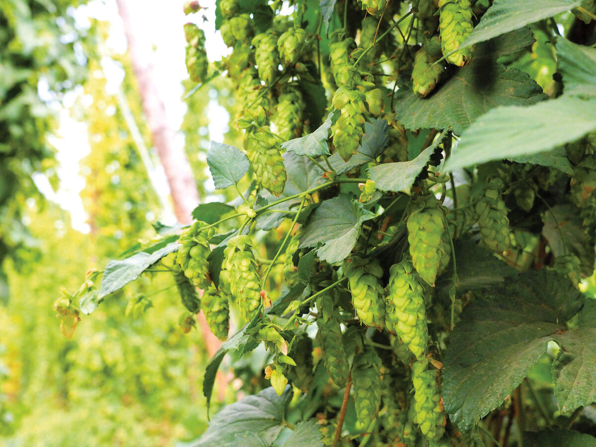 Sabro premiered as an intriguing entry from the Hop Breeding Company’s joint venture between John I. Haas, Inc. and Select Botanicals Group (now Yakima Chief Ranches).