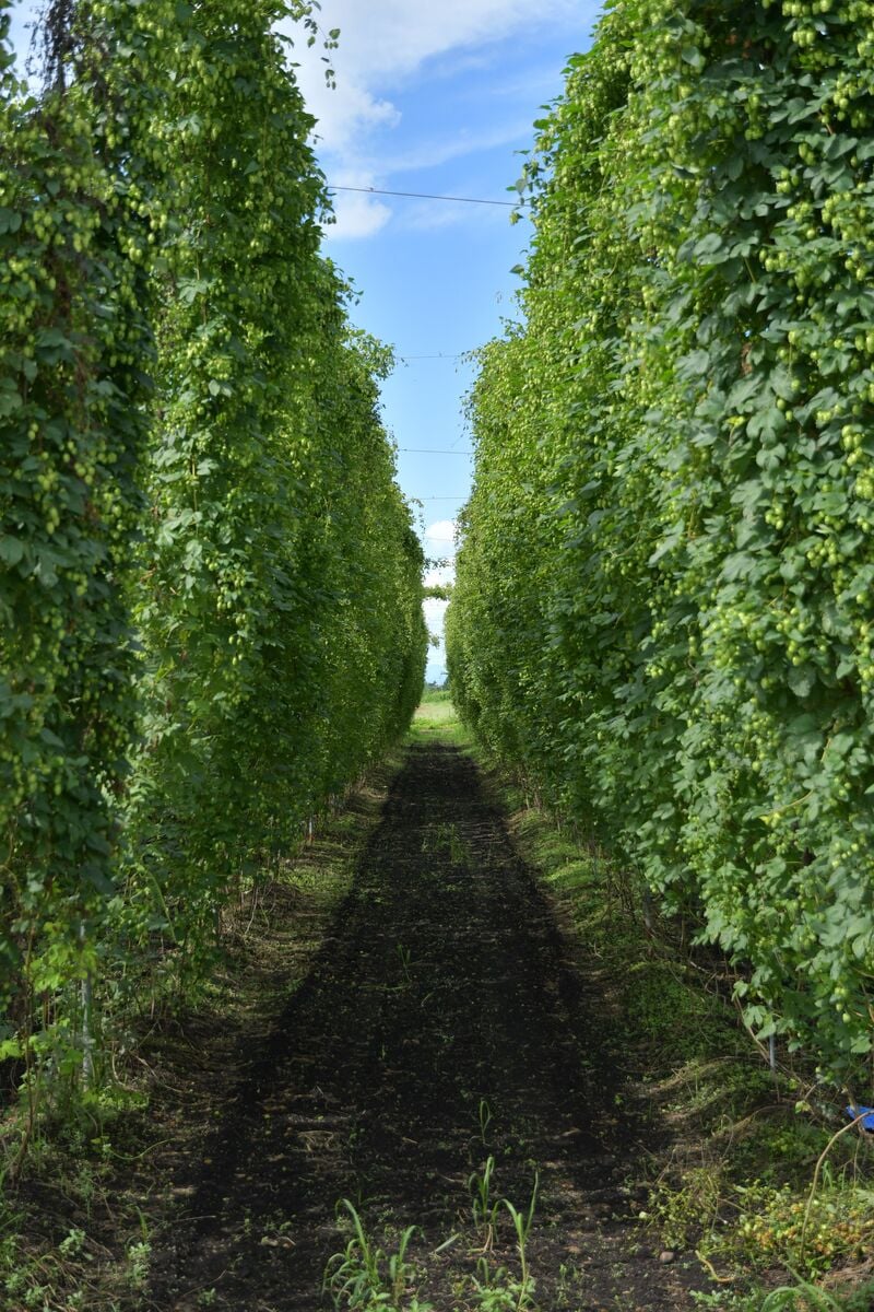 pathway between two large hop plants