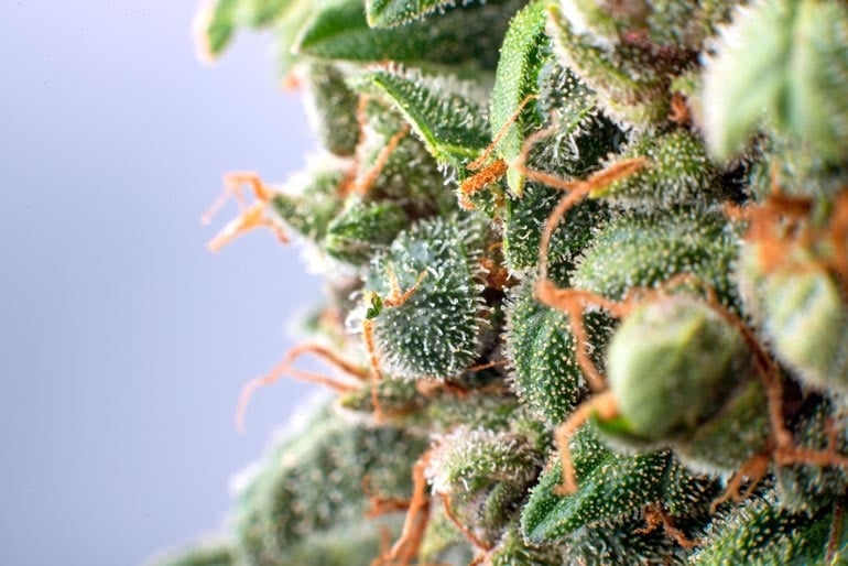 cannabis trichomes on gush mints flower