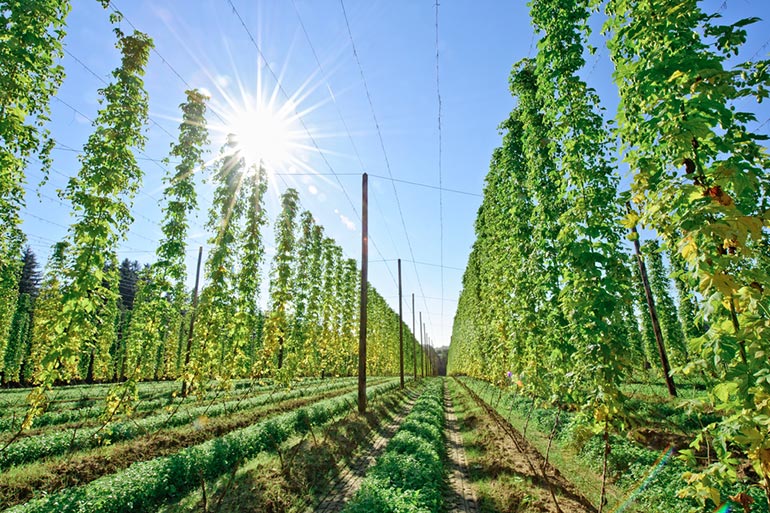 hop fields with sun shining behind