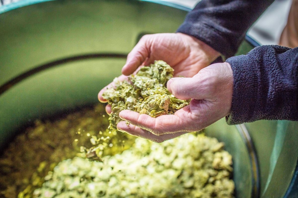 person holding citra hops above a barrel full of hops