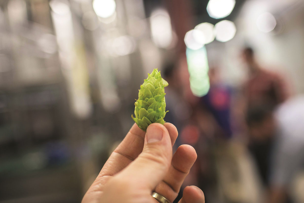 person holding a single hop cone