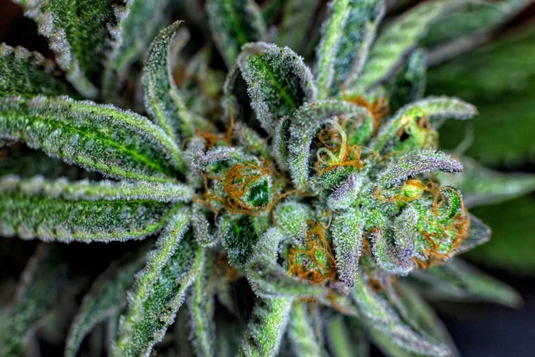 indica dominant strain of cannabis with trichomes