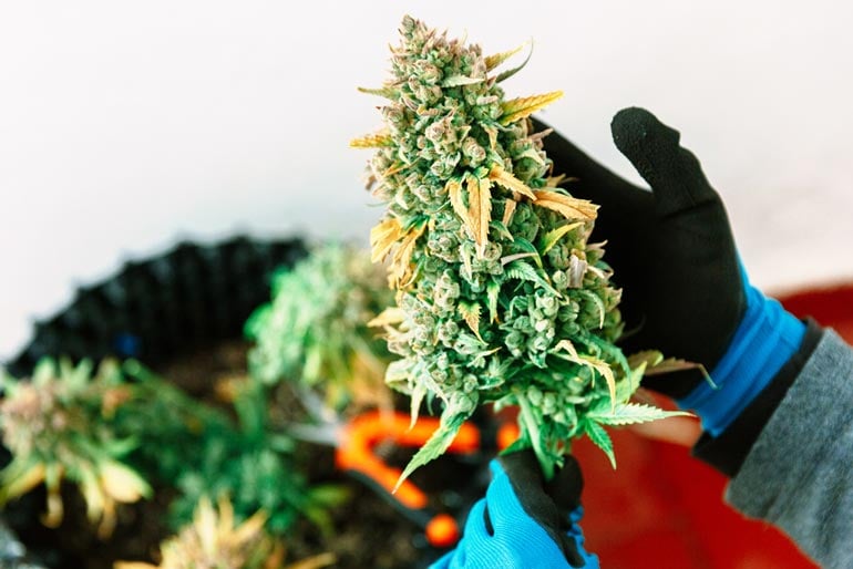 man holding homegrown gush mints cannabis strain plant