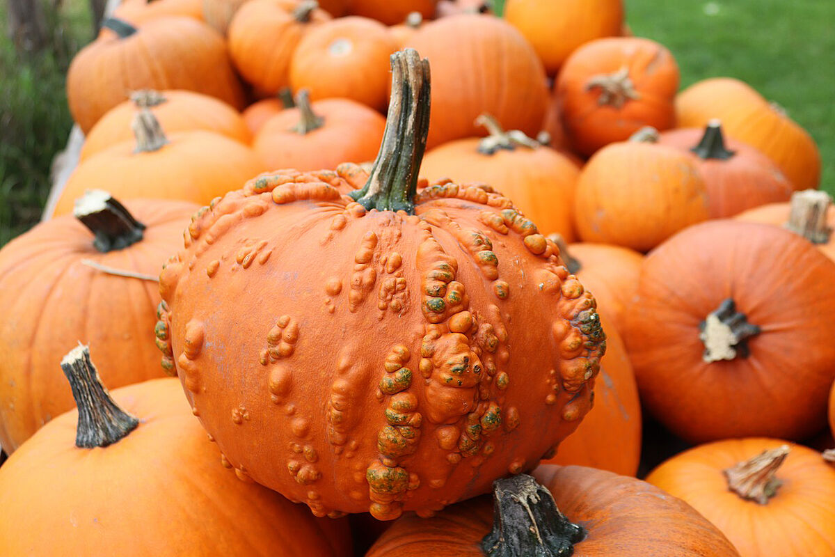 variety of pumpkins in a pumpkin patch