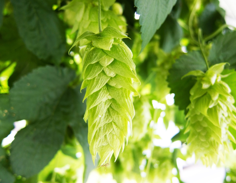The 9 Most Influential Hops of All Time