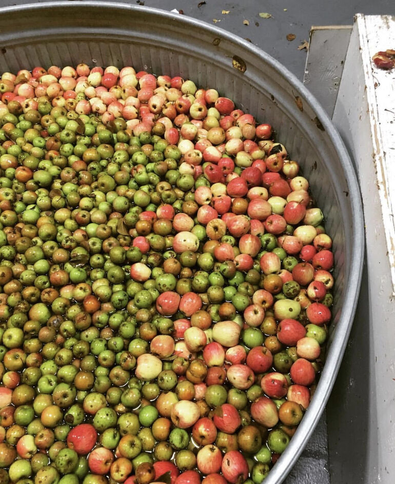 Portland Cider Co. Collecting Unwanted Fruit for Community Cider to Raise Funds for Hungry Children