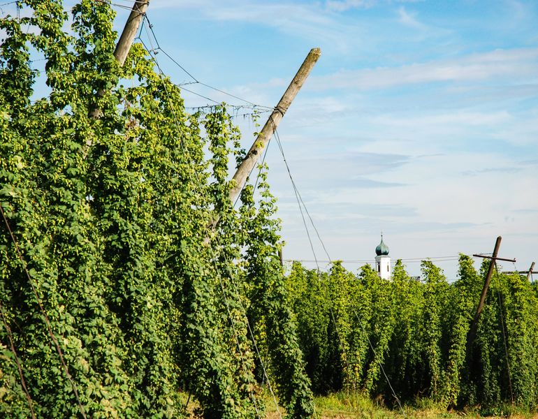  What Are Noble Hops?