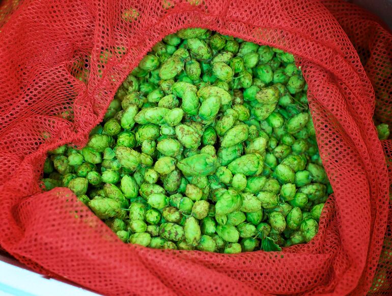 9 Most Influential Hops of All Time, Photo Courtesy Flickr/Allagash Brewing