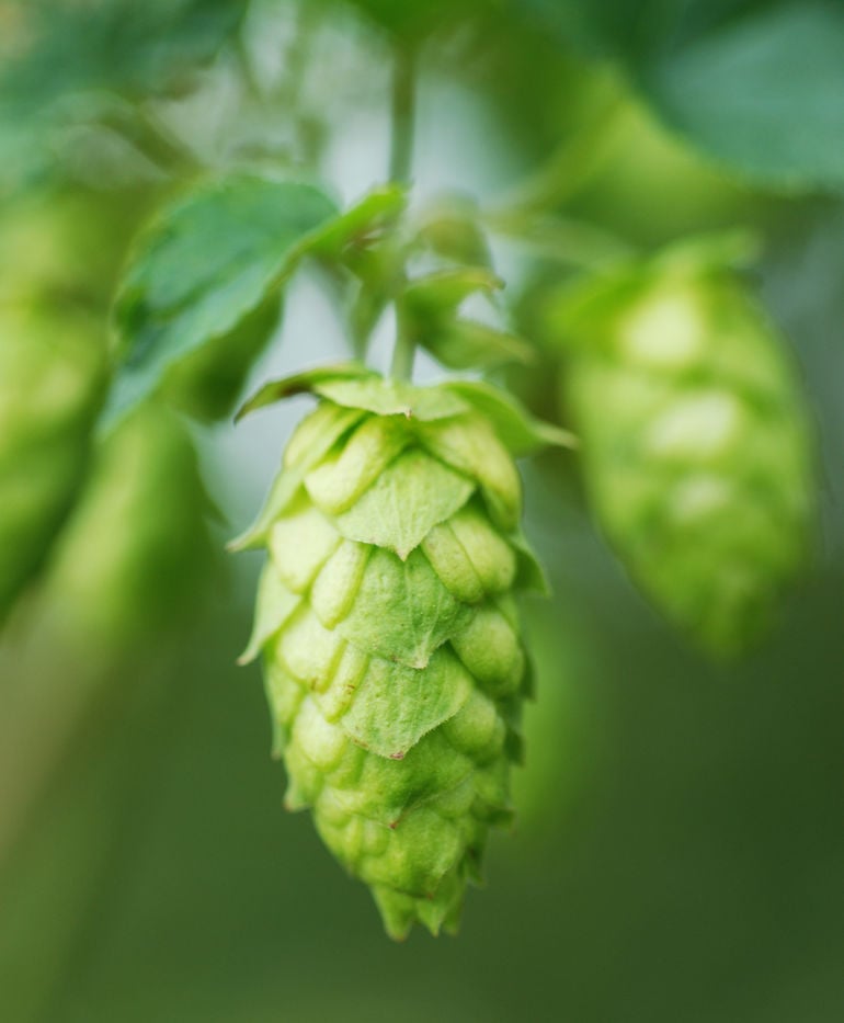 What Are Noble Hops?