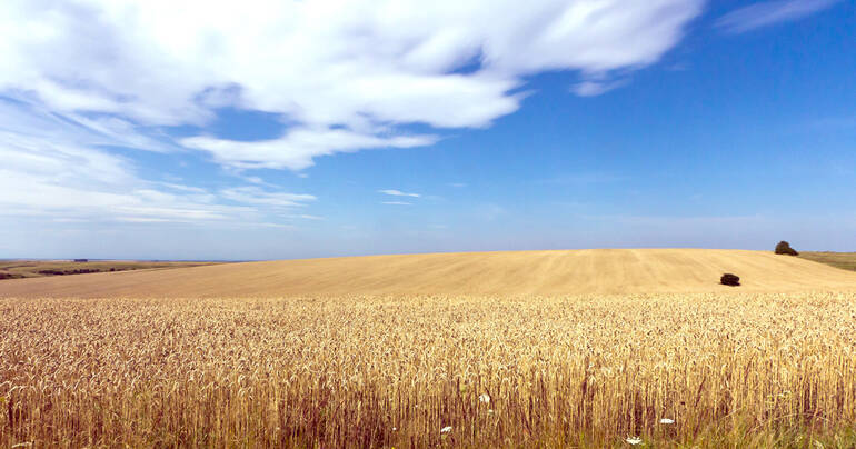 The Impact of Russia-Ukraine War on Global Barley & Wheat Supply