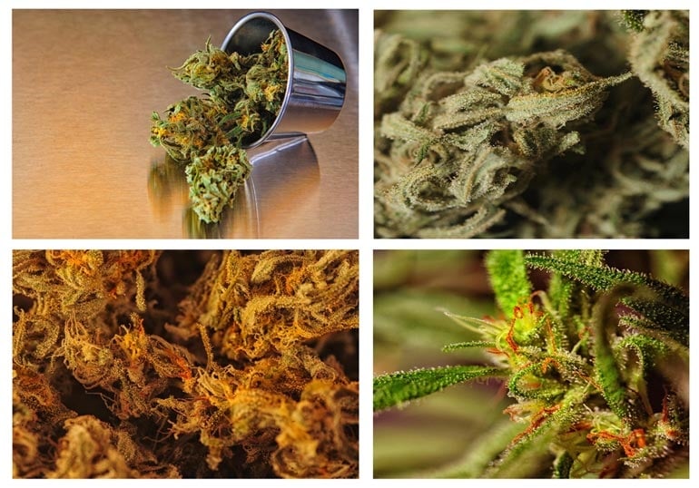 30 Best Sativa Strains To Try For An Energizing Experience