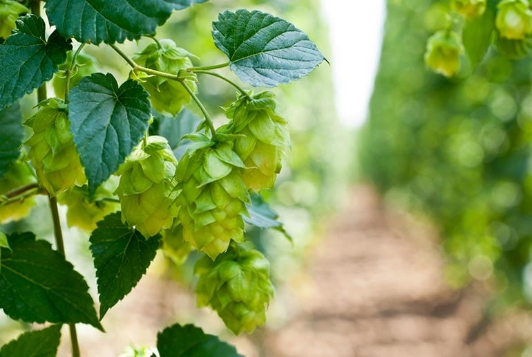 Everything You Need to Know About Hops (and Much More)
