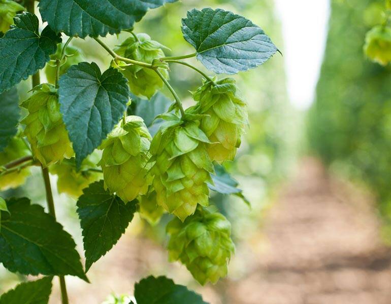 Everything You Need to Know About Hops (And Much More)