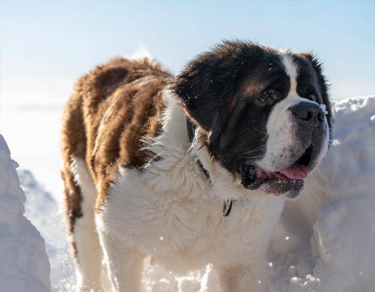The Truth About Saint Bernard Dogs and Barrels