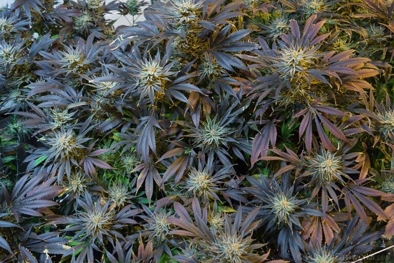 7 Tips for Mixing Different Cannabis Strains Together