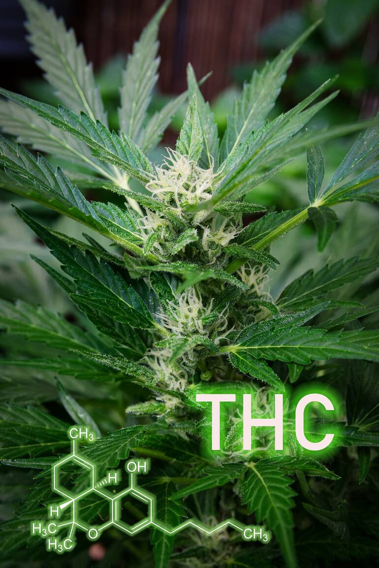 The Lesser-Known Effects of THC on the Brain and Body