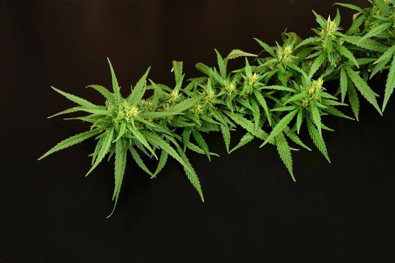 Harvesting Marijuana Plants: A Comprehensive Guide
