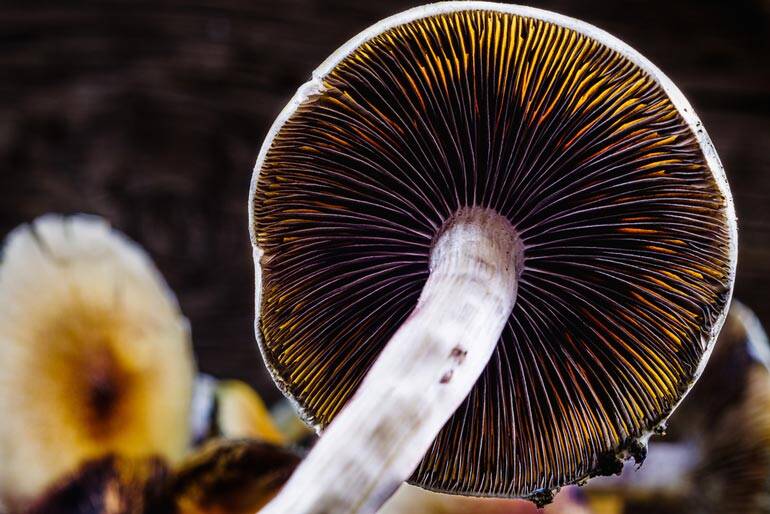 Magic Mushroom Capsules and the microdоsing Phenomenon