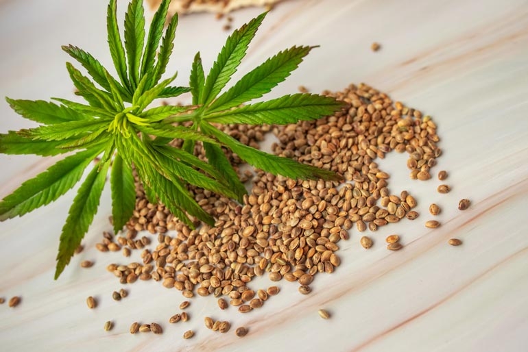 Beginner's Guide: Choosing The Right Cannabis Seed Type