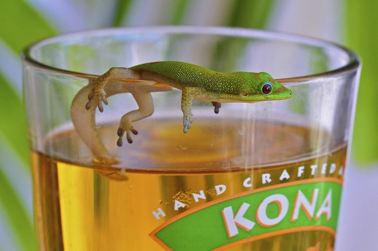 Kona Brewing Gecko Beer