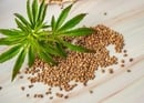 Beginner's Guide: Choosing The Right Cannabis Seed Type