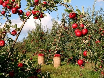 20 of the Most Beautiful Scenic Apple Orchards Around the World