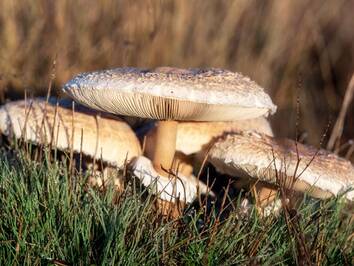 Why Should You Join a Buyer's Club for Buying Organic Mushrooms?