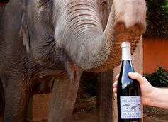 Mikkeller Releases Black Ivory Coffee Stout For Elephant Awareness