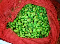 9 Most Influential Hops of All Time, Photo Courtesy Flickr/Allagash Brewing