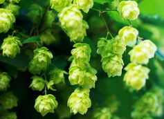 What Makes Nelson Sauvin Hops Special?