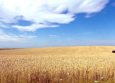 The Impact of Russia-Ukraine War on Global Barley & Wheat Supply